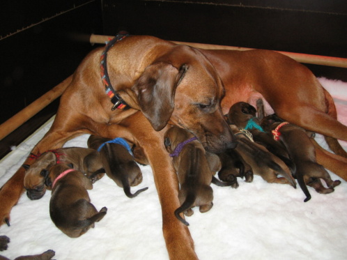 Puppies week 1 / 1ière semaine