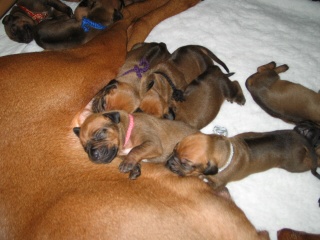 Puppies week 2 / 2ième semaine